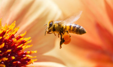 Gifts of the Honey Bee